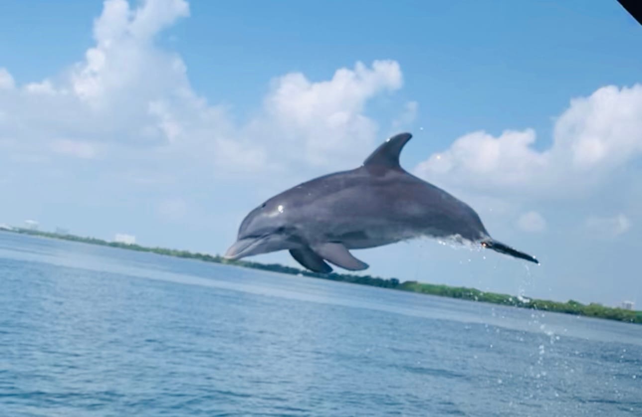 Best Boat Rentals for to Sitesee Dolphines, Manatees, Raccoons, Fish and More!