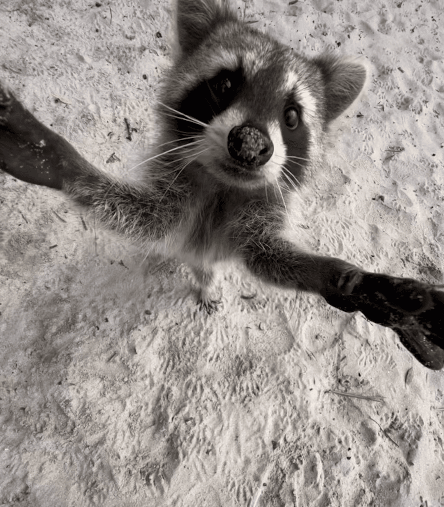 Explore Raccoon Island with Aquarius Boat Rental Miami