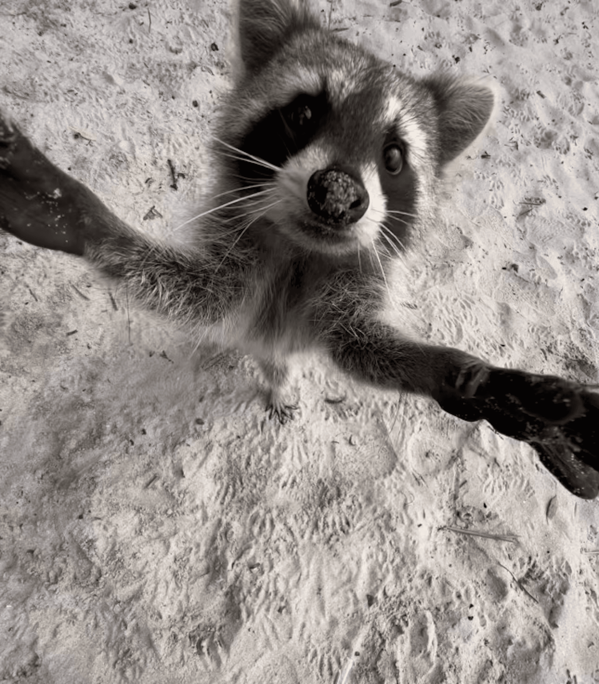 Explore Raccoon Island with Aquarius Boat Rental Miami