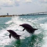 captain-m-boat-rentals-as_1737836602_miami-sightseeing-boat-tour-seeing-dolphins-2025-1-rent-a-boat-miami