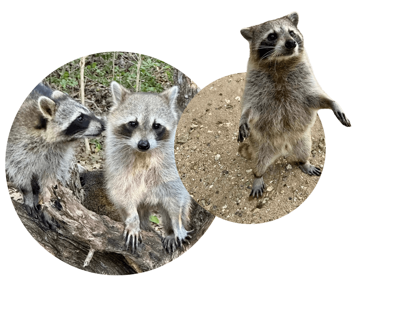 captain-m-boat-rentals-4-rent-a-boat-miami