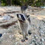 captain-m-boat-rentals-raccoon-island-boat-tours-every-day-rent-a-boat-miami